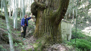 Man posing next to large tree